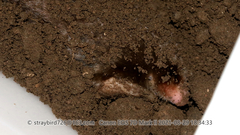 Scaptochirus moschatus