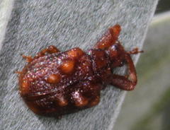 Phymatopsinus pustula