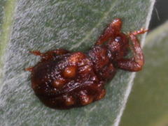 Phymatopsinus pustula