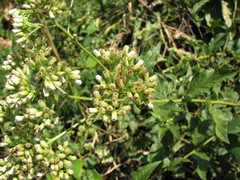 Microglossa pyrifolia