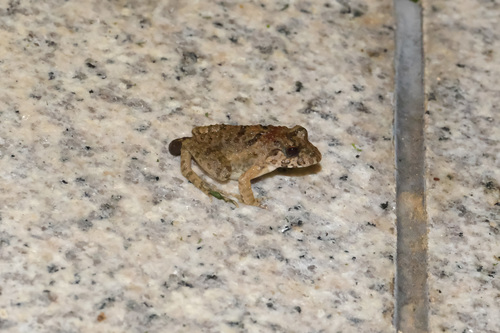 Lantau Wart Frog, Fejervarya multistriata