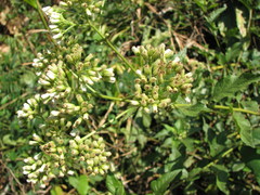 Microglossa pyrifolia
