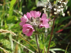 Sidalcea hirtipes