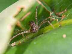 Dendrolycosa