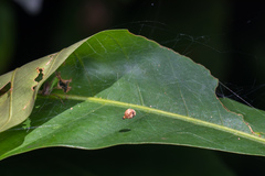 Dendrolycosa