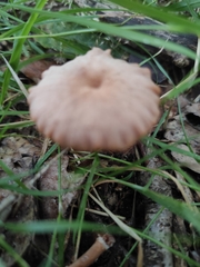 Laccaria laccata