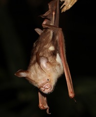 Hipposideros diadema