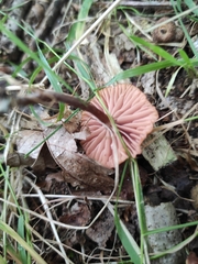 Laccaria laccata