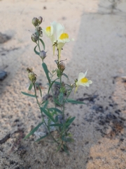 Linaria acutiloba