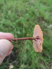 Laccaria laccata