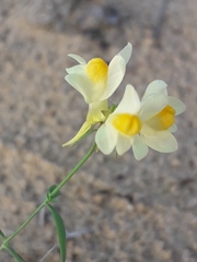 Linaria acutiloba