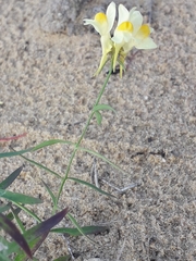 Linaria acutiloba