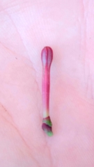 Tapinanthus rubromarginatus