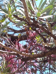 Tapinanthus rubromarginatus