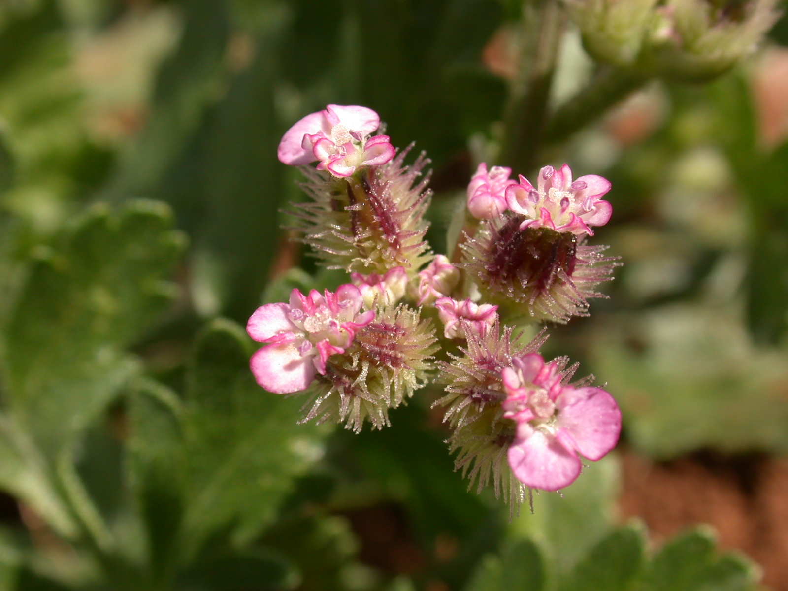 Turgenia latifolia