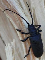 Ceroplesis ferrugator