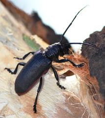 Ceroplesis ferrugator