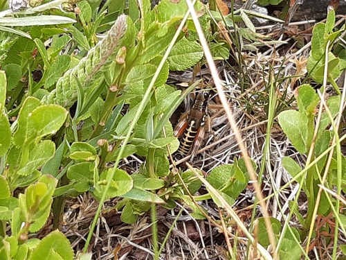 koník belasonohý (Podisma pedestris)