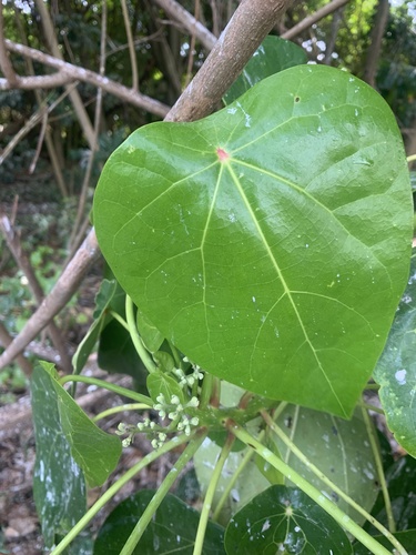 Hernandia nymphaeifolia image