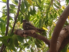 Chordeiles gundlachii