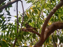 Chordeiles gundlachii