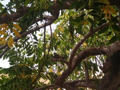 Chordeiles gundlachii