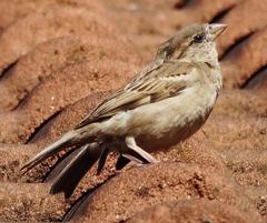 Passer domesticus indicus