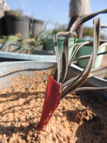 Gethyllis afra