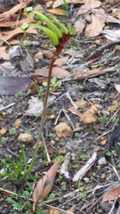 Anigozanthos bicolor decrescens