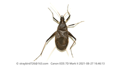 Meloimorpha japonica