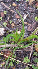 Anigozanthos bicolor decrescens