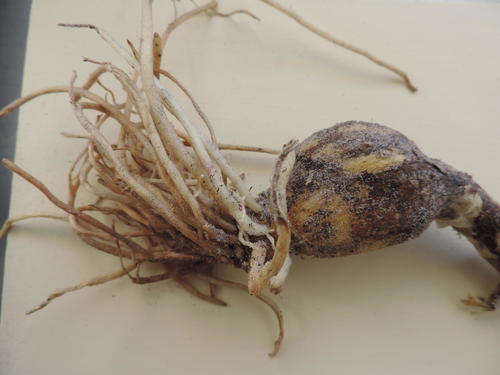 Gethyllis afra