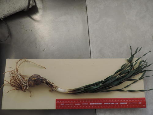 Gethyllis afra