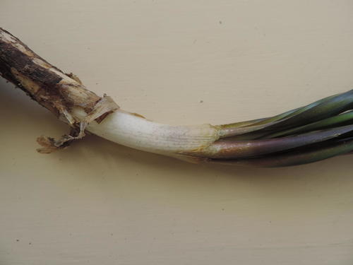 Gethyllis afra