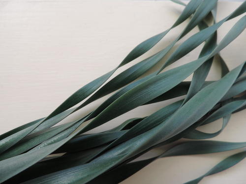 Gethyllis afra