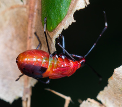 Dindymus sanguineus