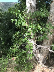 Cissus oblonga