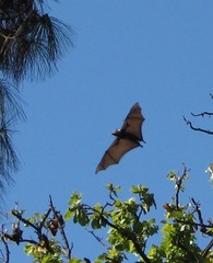 Pteropus poliocephalus