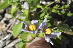 Solanum guineense