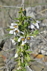 Solanum guineense