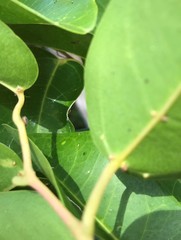 Cissus oblonga