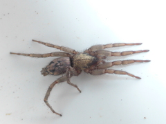 Scotophaeus pretiosus