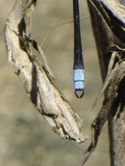 Chlorolestes tessellatus