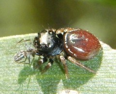 Zenodorus orbiculatus