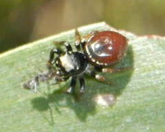 Zenodorus orbiculatus