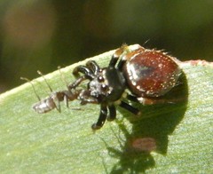 Zenodorus orbiculatus