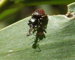 Zenodorus orbiculatus