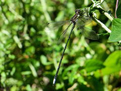 Chlorolestes tessellatus