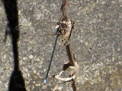 Chlorolestes tessellatus