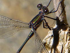 Chlorolestes tessellatus